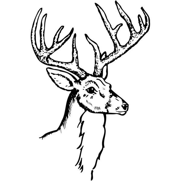 DEER017 Thumbnail